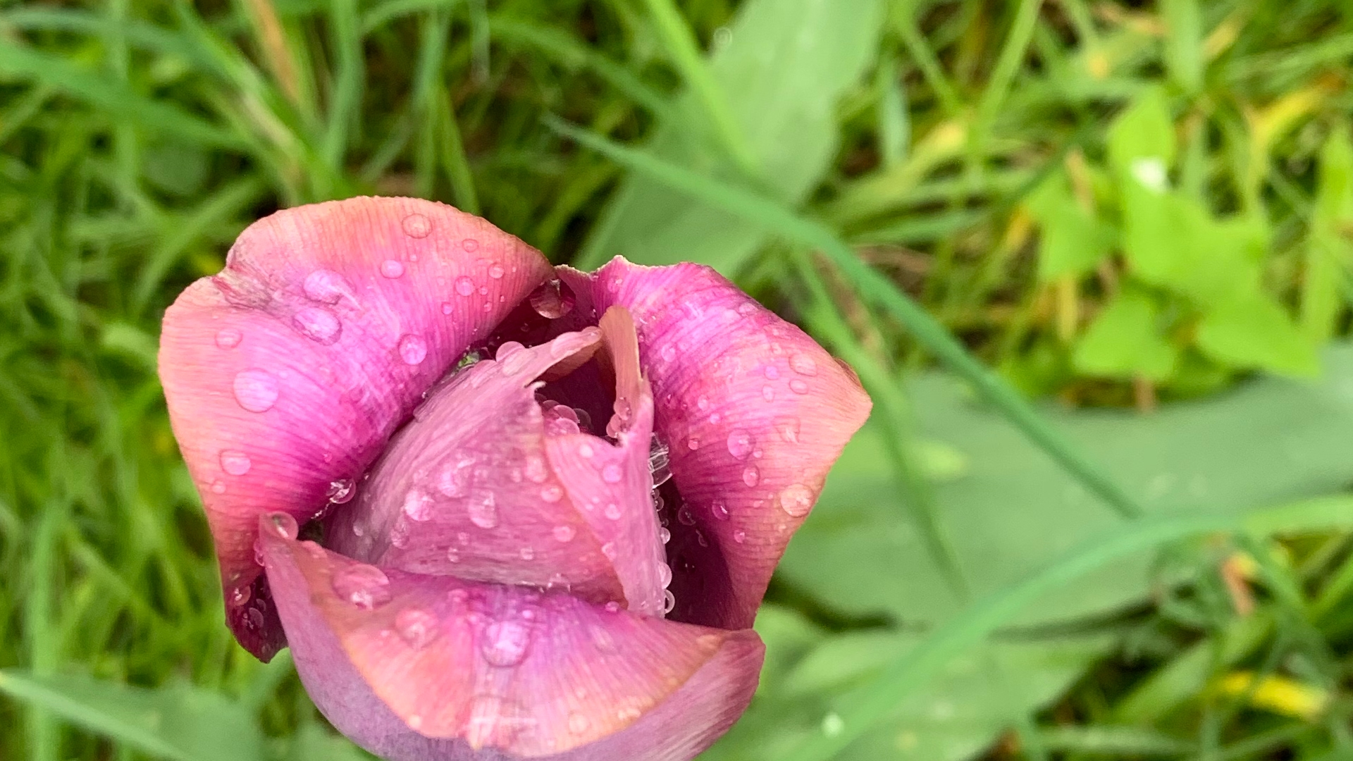 pink flower in the grass